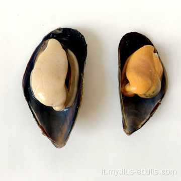 Vendita calda frutti di mare freschi IQF congelati Blue Mussel prezzo